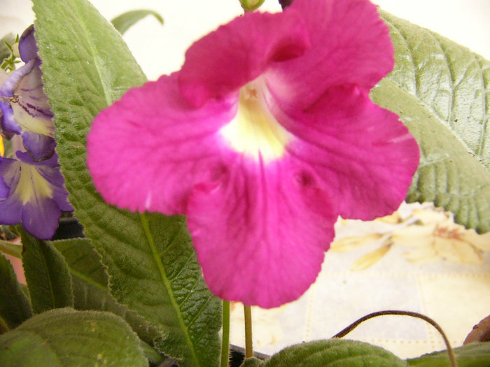 Suzana - Streptocarpus