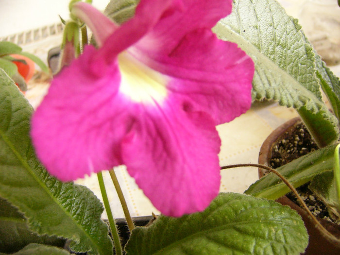 Suzana - Streptocarpus