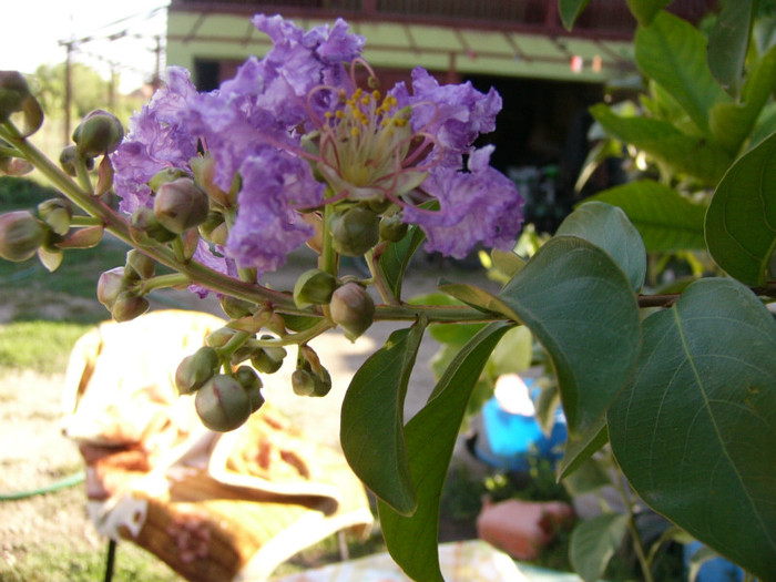 Lagerstroemia - Alte plante