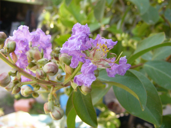 Lagerstroemia - Alte plante