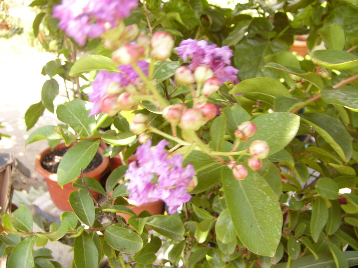 Lagerstroemia - Alte plante