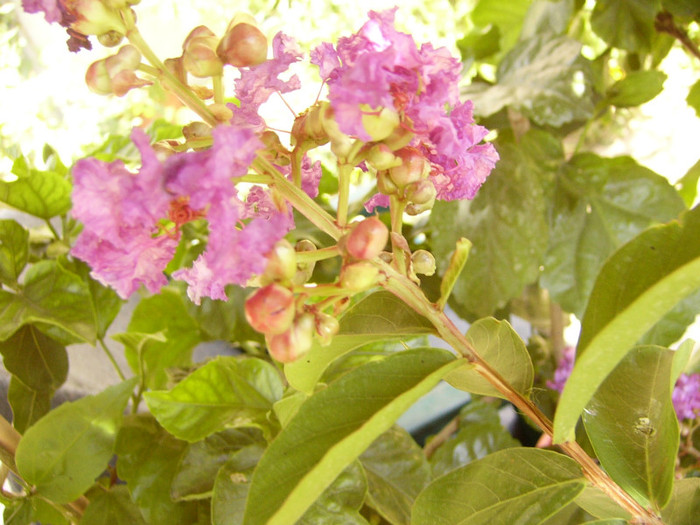 Lagerstroemia - Alte plante