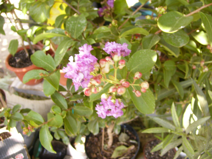 Lagerstroemia - Alte plante