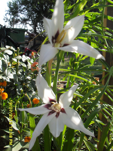 Acidanthera - 7_Flori gradina anul I_ 2012