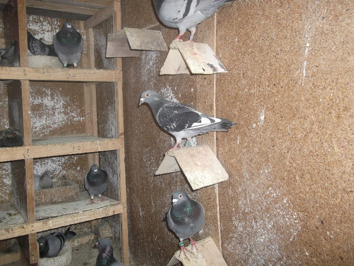 DSCF0704