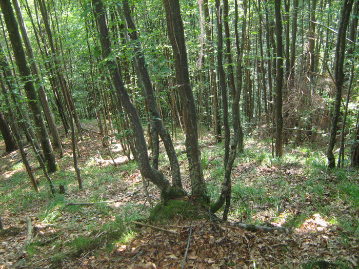 pe munte la Lacul Lesu 004