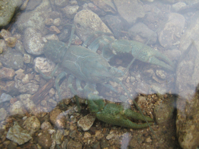 un rac sau zana fermecata