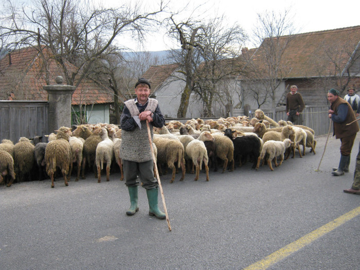 caut cioban la oi in Vaslui - ferma de oi botefarm -Vaslui