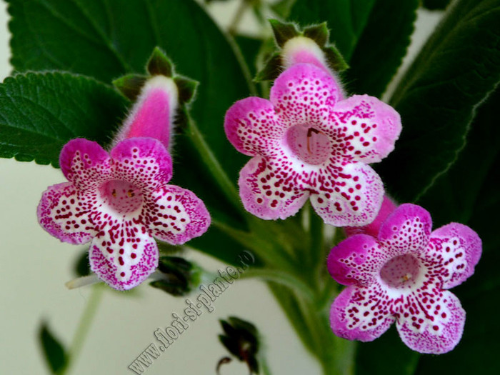 Kohleria Yfs Leah; 2012
