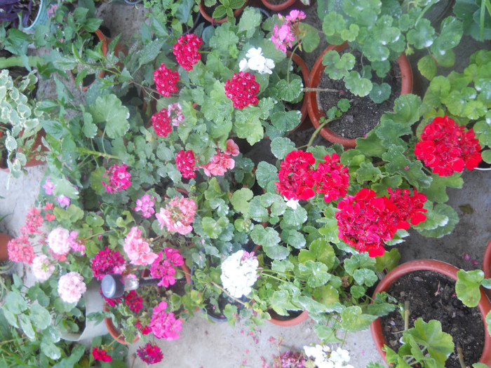 DSCN3071