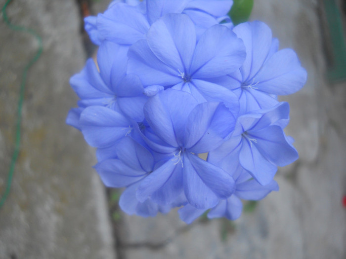DSCN3075