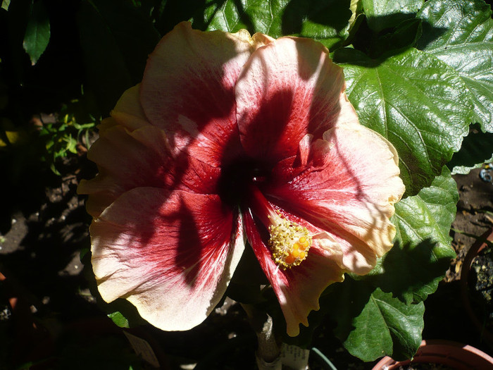 P1160090