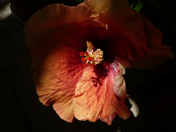 P1160095