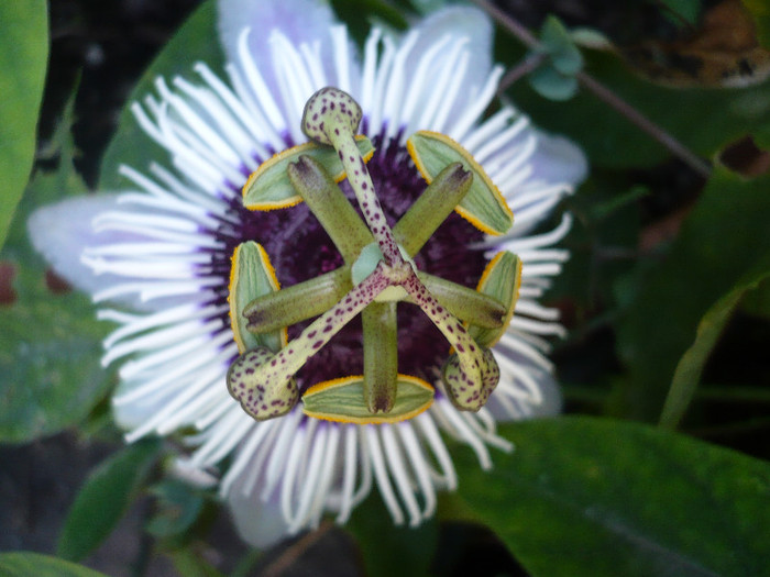 P1160069 - zzz-PASSIFLORA 2012-iesite din colectie