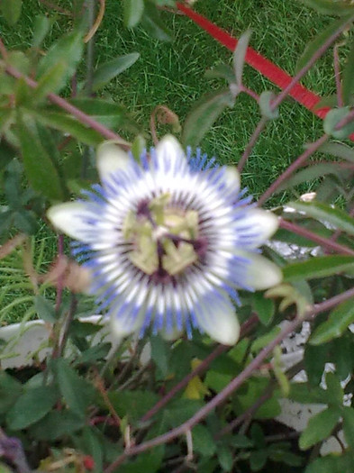 Passiflora