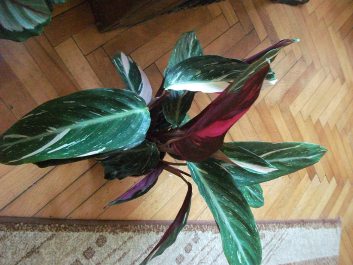 Picture 296 - Calathea