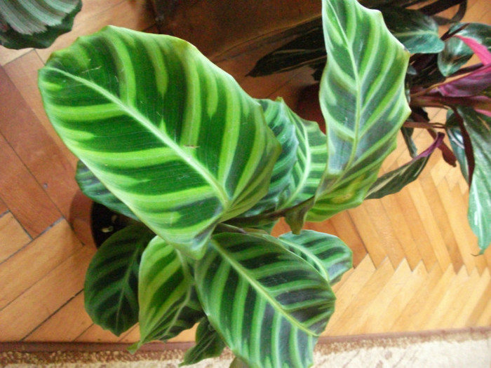 Picture 298 - Calathea