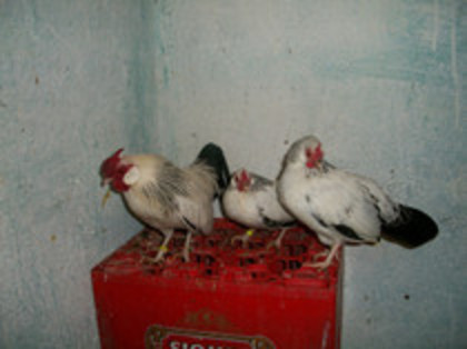 55054065_ICIVPZQ2 - bantam herminat deschis