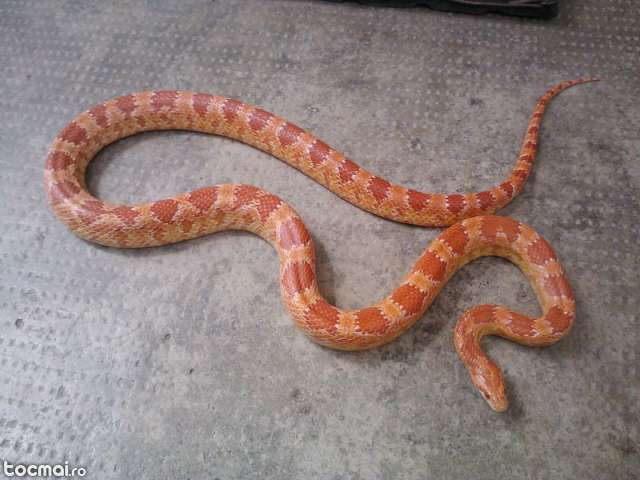 Corn Snake - VAND serpi FARA VENIN