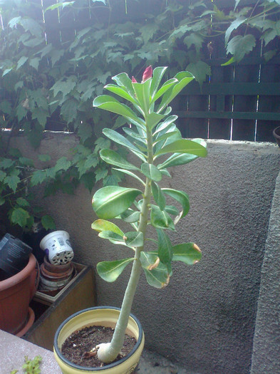 Fotografie1215 - adenium arabicum