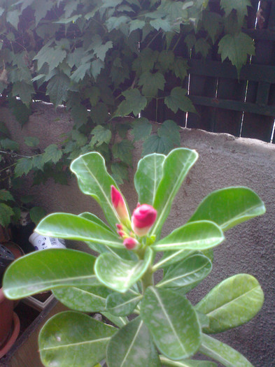 Fotografie1216 - adenium arabicum