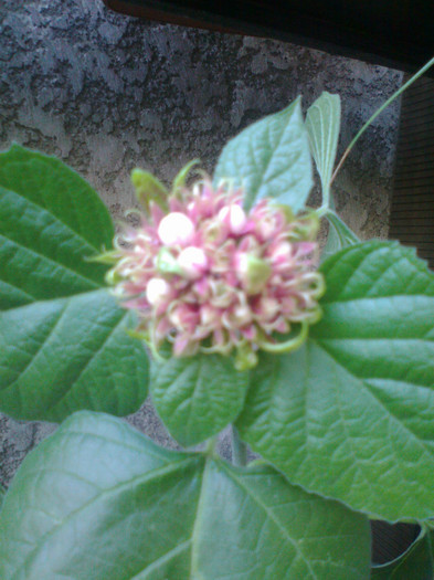 Fotografie1225 - clerodendron phillipinum