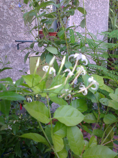 Fotografie1269 - jasminum polianthum