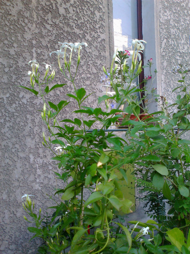 Fotografie1270 - jasminum polianthum