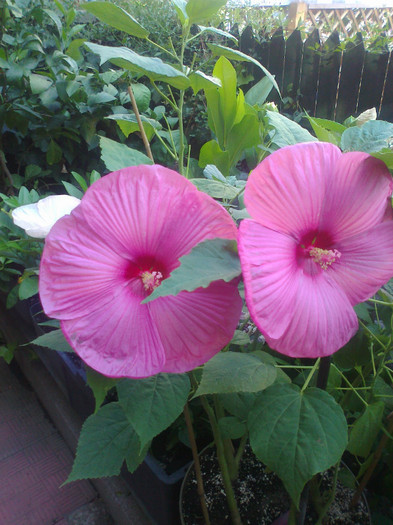 Fotografie1242 - hibiscus muscheutos