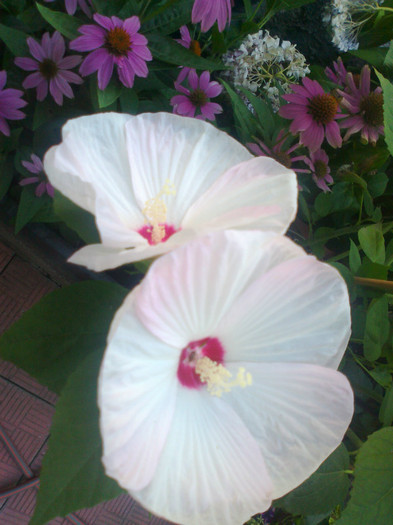 Fotografie1241 - hibiscus muscheutos