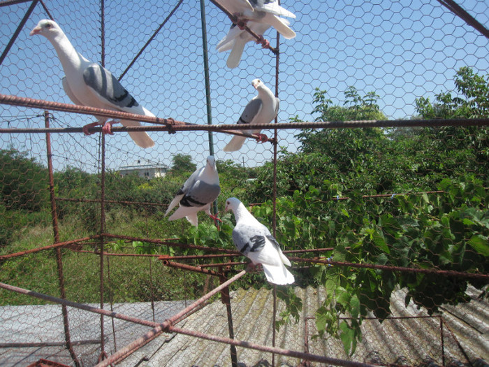 IMG_6365 - Porumbei listi pe vinat