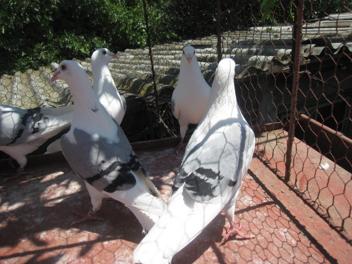 IMG_6411 - Porumbei listi pe vinat