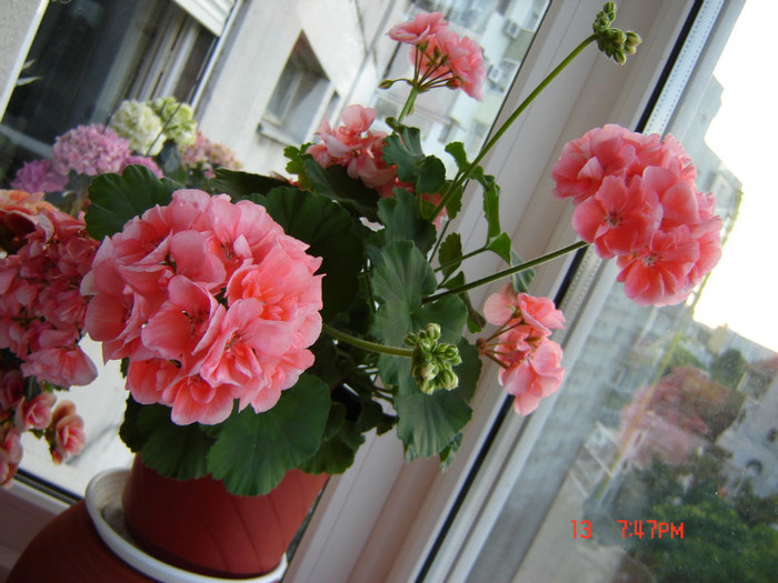DSC03878 - FLORI 2012