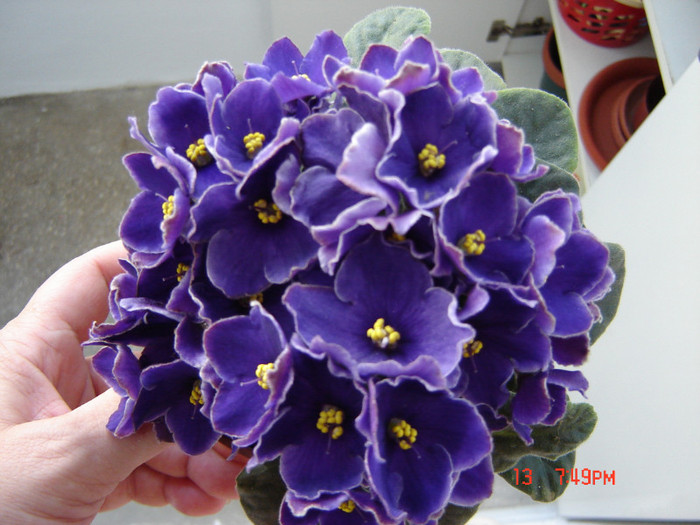 DSC03882 - FLORI 2012