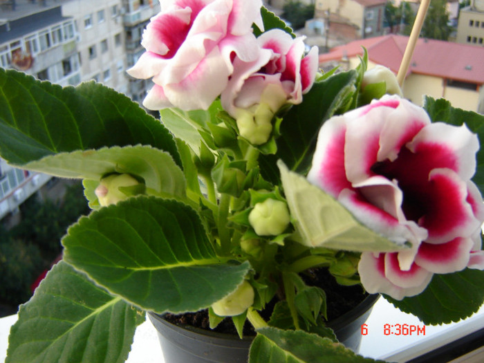 DSC03911 - FLORI 2012