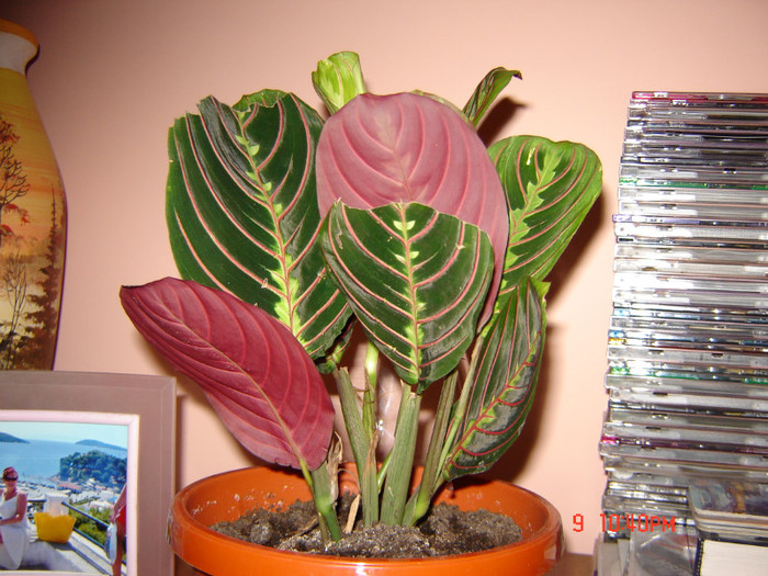 DSC03913 - FLORI 2012