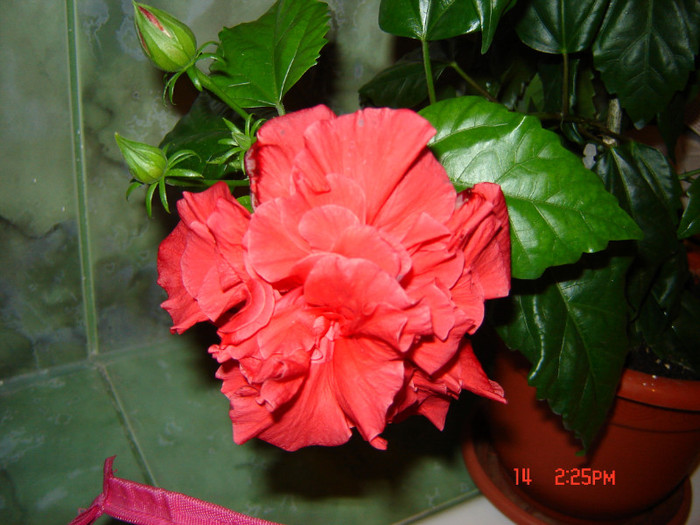 DSC03914
