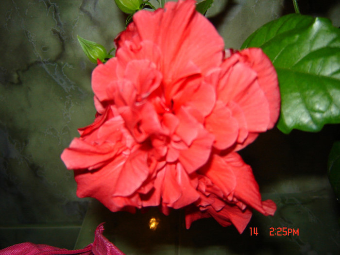 DSC03915