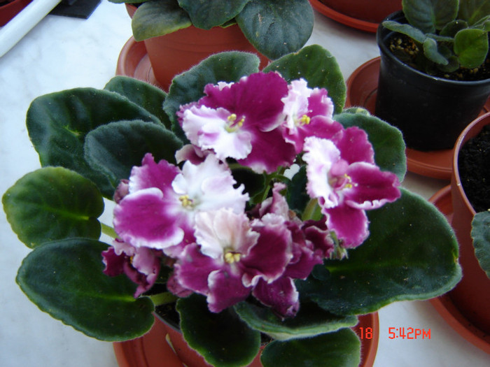 DSC03920