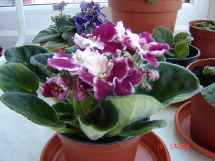 DSC03921 - FLORI 2012