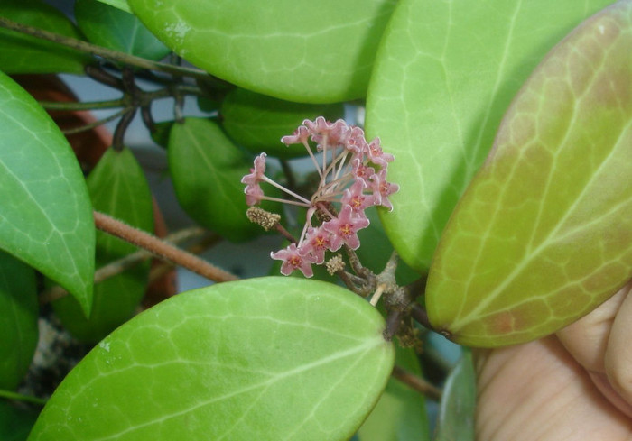 DSC05279. - Hoya Camphorifolia
