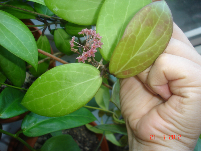 DSC05279 - Hoya Camphorifolia