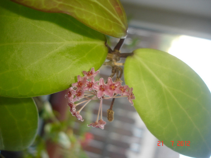 DSC05283 - Hoya Camphorifolia