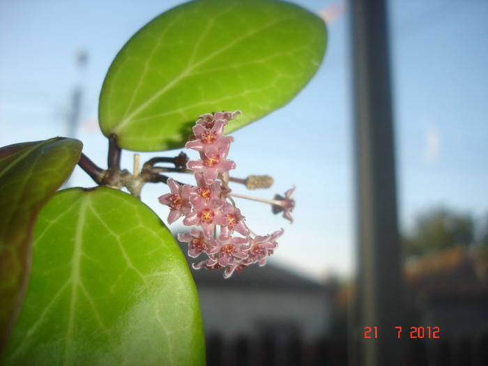 DSC05284 - Hoya Camphorifolia