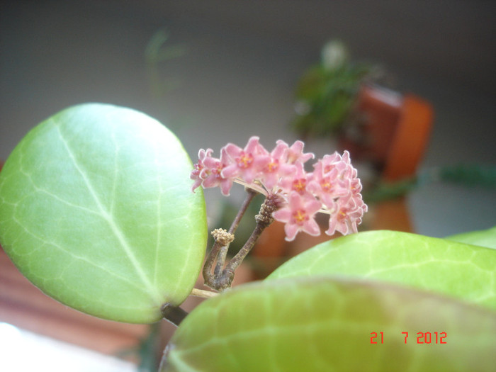 DSC05286 - Hoya Camphorifolia