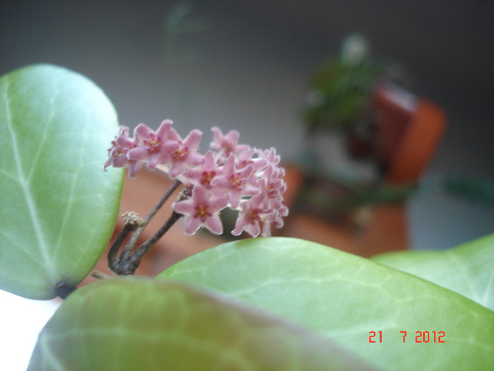 DSC05287 - Hoya Camphorifolia