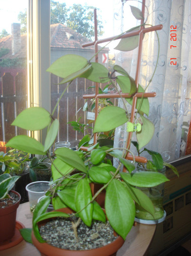 DSC05290 - Hoya Camphorifolia