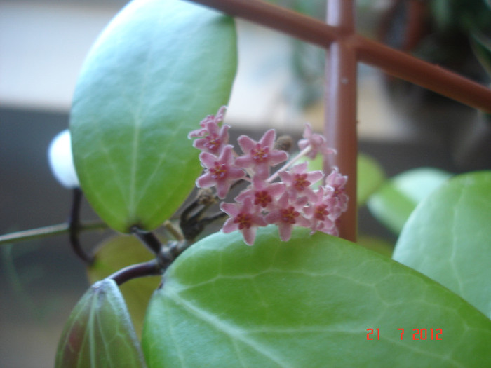 DSC05292 - Hoya Camphorifolia