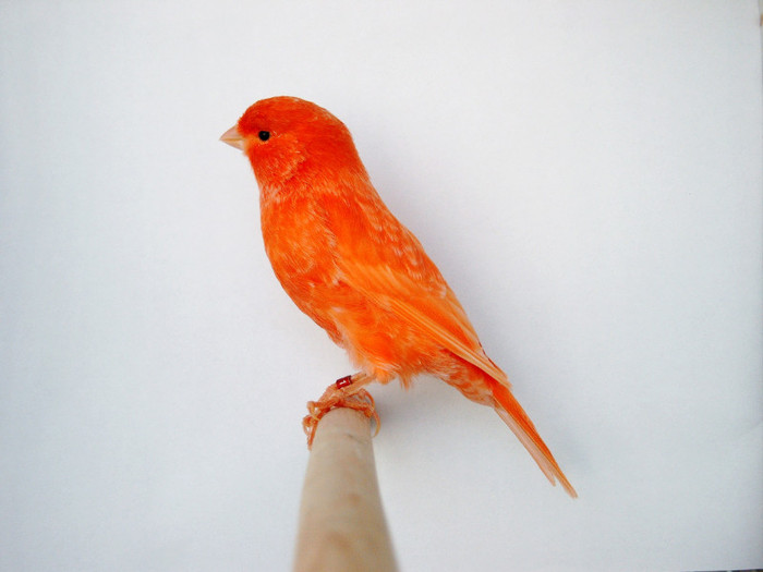 N°1-Mascul rosu neintensiv