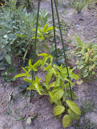pasi alata, in strat - Passiflora